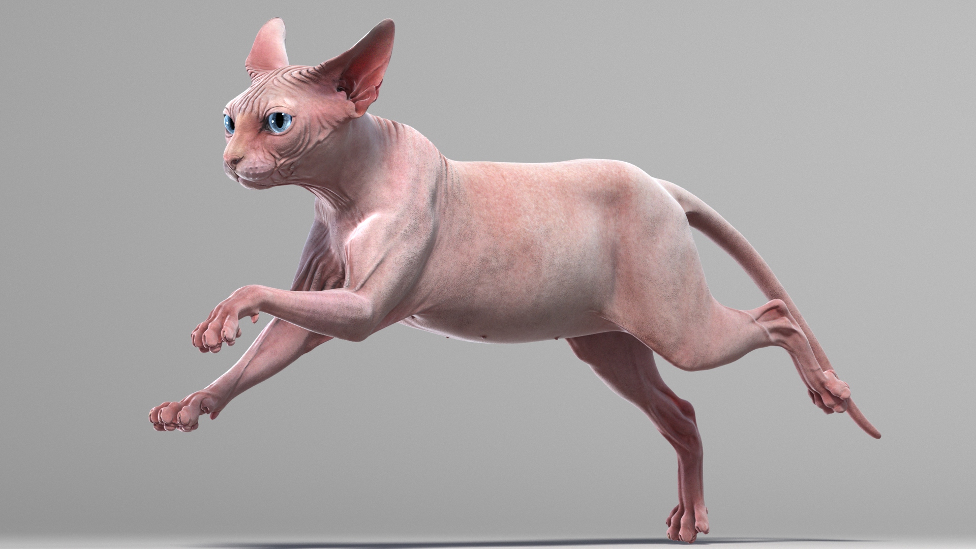 Sphynx Cat Pink Animated - FlippedNormals
