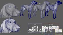 Canine Anatomy Model for 3D Artists - FlippedNormals