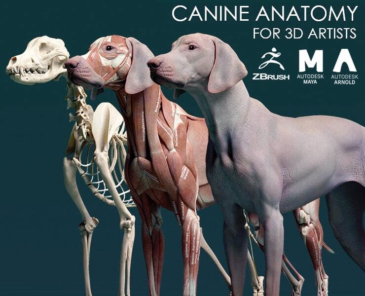 Canine Anatomy Model for 3D Artists - FlippedNormals